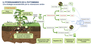 Nature-Based Solutions e tecniche di biorisanamento per il recupero di territori degradati e lo sviluppo di filiere verdi
